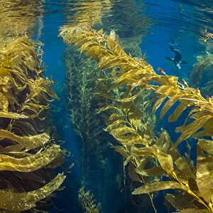 Young California sea lion (Zalophus californianus) play in the canopy of a forest of Giant kelp