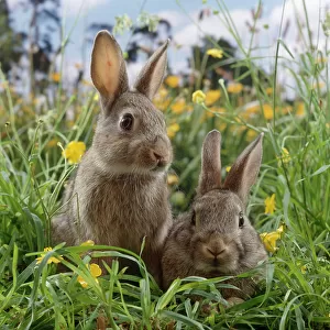 Two young European wild rabbits {Oryctolagus cuniculus} amongst Buttercups in a field