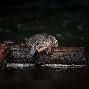 Young Platypus (Ornithorhynchus anatinus) is released onto a log in McMahons Creek