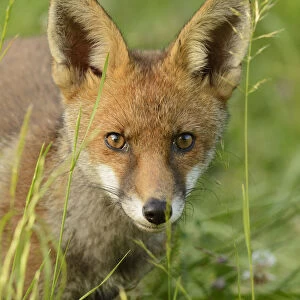 Young Red fox (Vulpes vulpes) portrait, Kent, UK, June