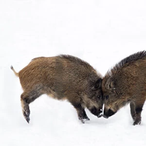 Two young Wild Boar (Sus scrofa) play fighting in snow. The Netherlands, January