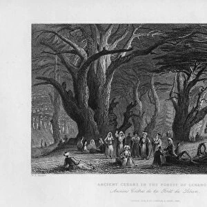 Ancient Cedars in the Forest of Lebanon, 1841. Artist: J Redaway