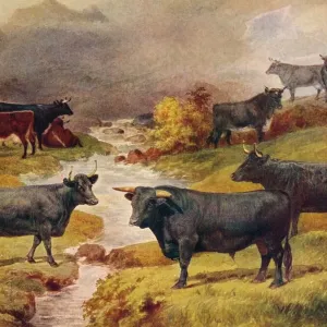 Heritage Images Print of Welsh Black Cattle, c1906