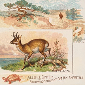 Antelope, from Quadrupeds series (N41) for Allen & Ginter Cigarettes, 1890