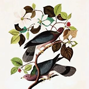 Pigeons Cushion Collection: Band Tailed Pigeon