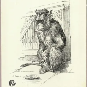 Begging Monkey Print Begging Monkey Print