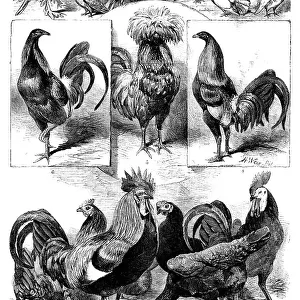 Chickens Collection: Cochin