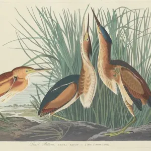 Least Bittern Print, 1834