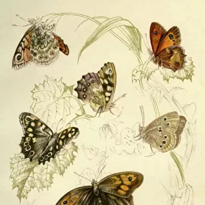 Butterfly Art Prints: Gatekeeper
