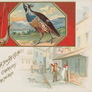 California Partridge, from the Game Birds series (N40) for Allen & Ginter Cigarettes