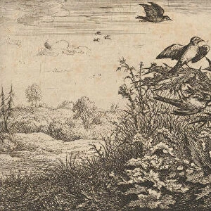 Carduelis, Chardonnet (The Goldfinch): Livre d Oyseaux (Book of Birds), 1655-1660