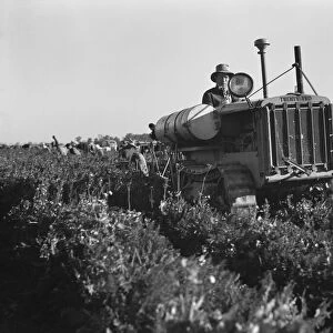 Carrot digger, Imperial Valley, California, 1939. Creator: Dorothea Lange