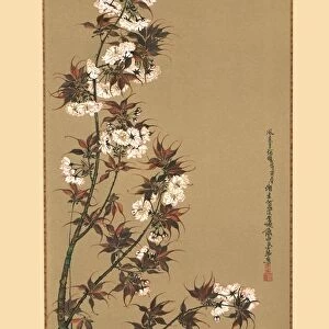 The Cherry Blossoms of Mikawa, 19th century, (1886). Artist: Wilhelm Greve