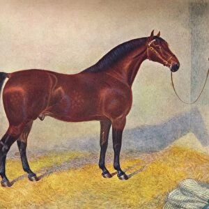 Horse Collection: Cleveland Bay