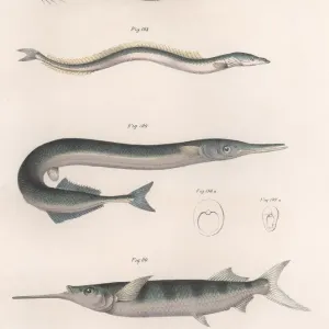 Heritage Images Print: Common Snake Fish, c. 1850s Heritage Images Print: Common Snake Fish, c. 1850s