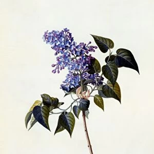 The deep-purple Lilac