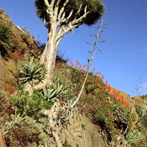 Dragon Tree, Anaga Mountains, Tenerife, 2007