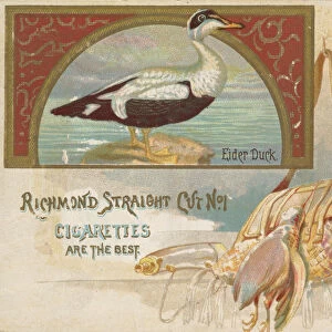 Eider Duck, from the Game Birds series (N40) for Allen & Ginter Cigarettes, 1888-90