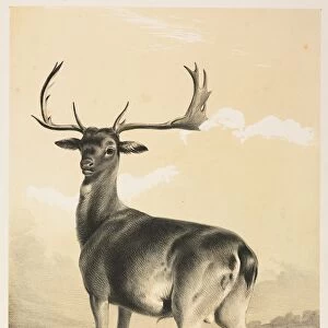Fallow Deer. Creator: William Barraud (British, 1810-1850); Henry Barraud (British