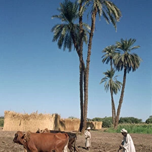 Farmer with an ox-drawn plough, Dendera, Egypt