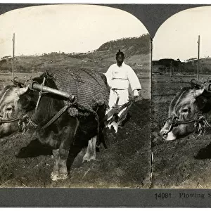 Farming near Seoul, South Korea, 1900s. Artist: Keystone