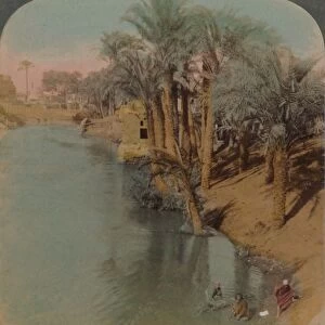 In the Fayum, the richest Oasis in Egypt on Bahr Yussef (River Joseph), to the Nile, 1902. Artists: Elmer Underwood, Bert Elias Underwood