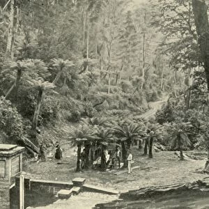 Fern Tree Bower and Track, Mount Wellington, 1901. Creator: Unknown