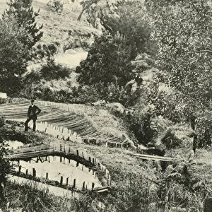 Fish Ponds, Ercildoune, near Ballarat, 1901. Creator: Unknown