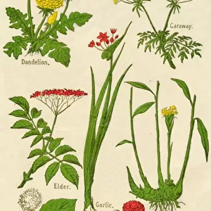 Flowers: Dandelion, Caraway, Elder, Garlic, Coltsfoot, Ginger Root, c1940
