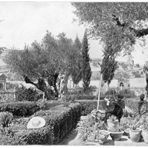 The Garden of Gethsemane, Palestine, late 19th century. Artist: John L Stoddard