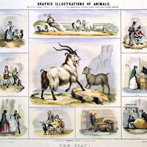 The Goat, c1850. Artist: Benjamin Waterhouse Hawkins
