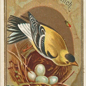 Goldfinch, from the Birds of America series (N4) for Allen & Ginter Cigarettes Brands