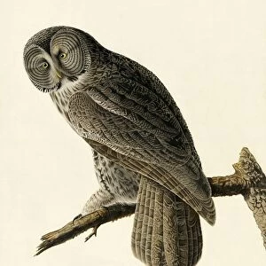 Great Cinereous Owl, Strix Nebulosa, 1845