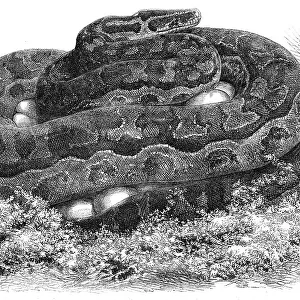 Python Collection: Black Headed Python