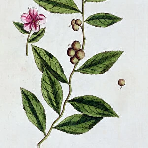 Green tea, 1782. Artist: Elizabeth Blackwell