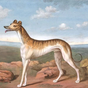 Greyhound: Facing Left, with a Dead Hare at His Feet, ca. 1805. Creator: Unknown