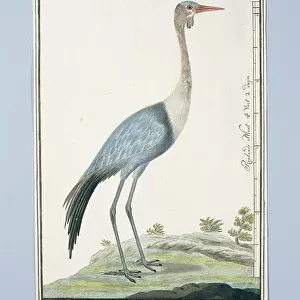 Cranes Metal Print Collection: Wattled Crane
