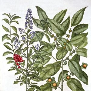 Guaiacum and Chinese Privet, from Hortus Eystettensis, by Basil Besler (1561-1629), pub