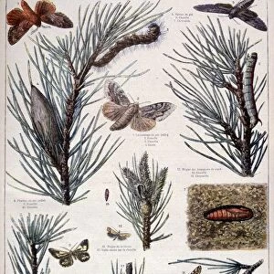 Harmful insects: butterflies and moths that damage pine trees, 1897. Artist: A Clement