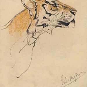 Head of a Tiger, c1910. Artist: John MacAllan Swan