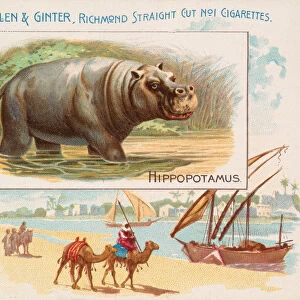Hippopotamus, from Quadrupeds series (N41) for Allen & Ginter Cigarettes, 1890
