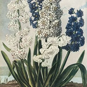 Hyacinths, 1801, (1948). Creator: Thomas Warner