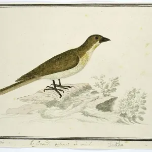 Print of Indicator indicator (Greater honeyguide), 1777-1786 Print of Indicator indicator (Greater honeyguide), 1777-1786