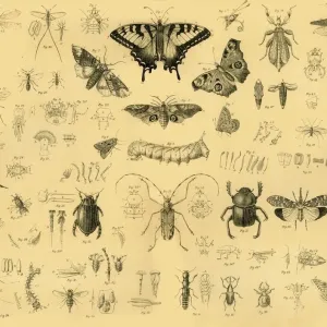 Käfer, 1910 - Ersteller unbekannt
