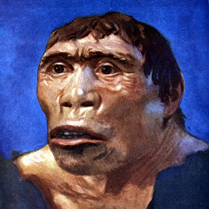 Java Man (Pithecanthropus erectus)