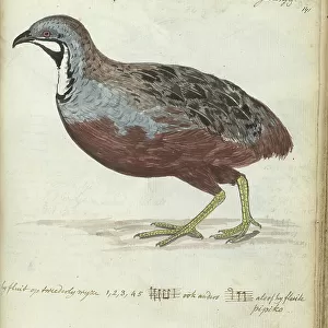 Phasianidae Poster Print Collection: Blue Quail