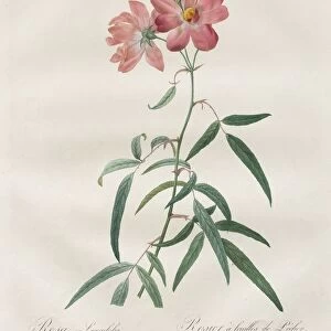 Les Roses: Rosa Longifolia, 1817-1824. Creator: Henry Joseph Redoute (French, 1766-1853)