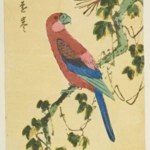 Macaw on ivy-covered pine branch, n. d. Creator: Ando Hiroshige