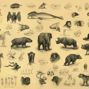 Säugetiere, 1910 (Kreier unbekannt)