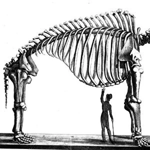 Mammoth skeleton, 1823